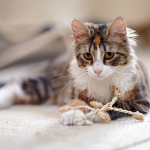 cat01