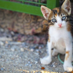 cat03