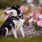 dog05