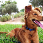 pet-insurance