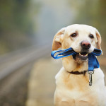 dog30
